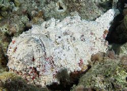 White stonefish taken at Sharksbay with E300. by Nikki Van Veelen 